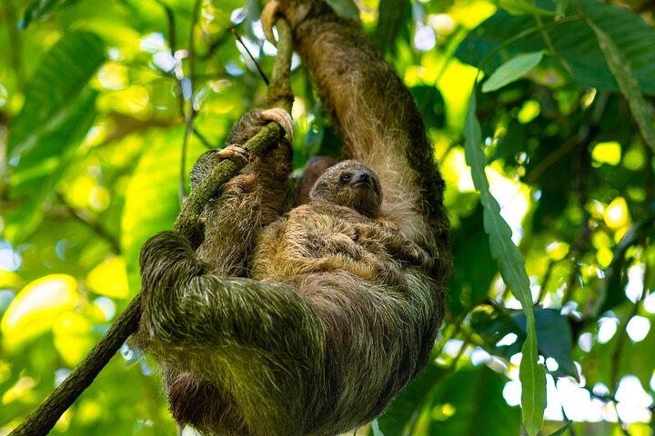 Rainforest Sloth Sanctuary with Coffee and Chocolate Experience