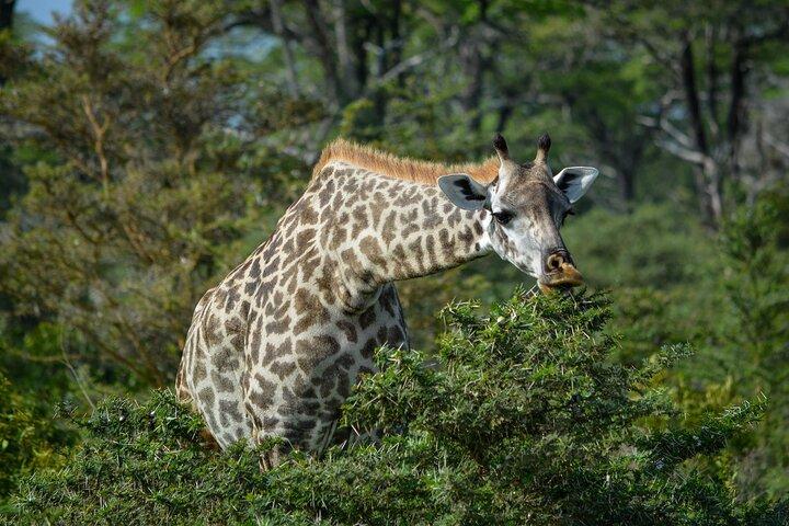 From Arusha: Guided 1 Day Trip to Tarangire National Park