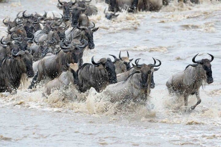 Maasai Mara 3 Day Guided Tour