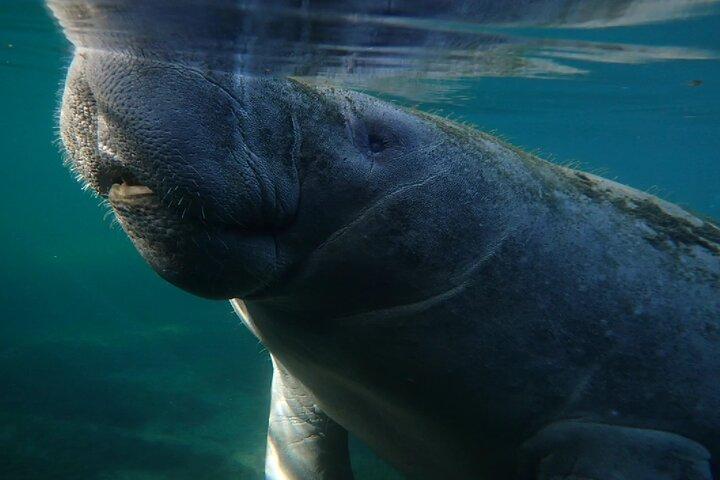 Morning Swim and Snorkel with Manatees-Guided Crystal River Tour
