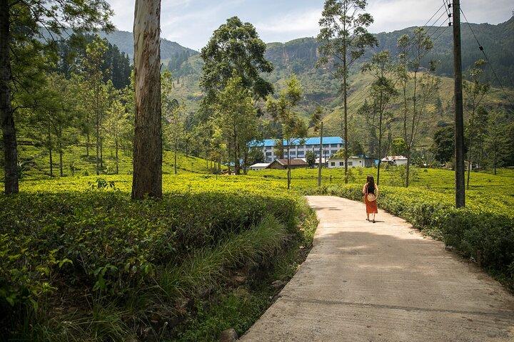 Private Nuwara Eliya Day Trip from Colombo – All Inclusive