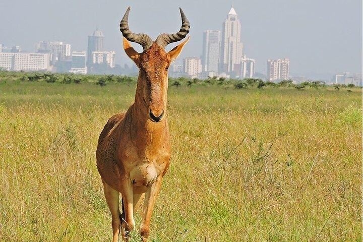 Giraffe Center and Nairobi National Park Tour
