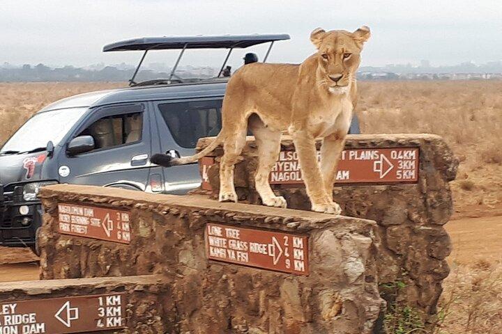 Giraffe Center and Nairobi National Park Tour