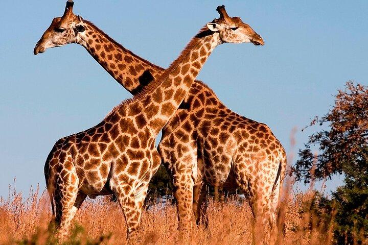 Giraffe Center and Nairobi National Park Tour