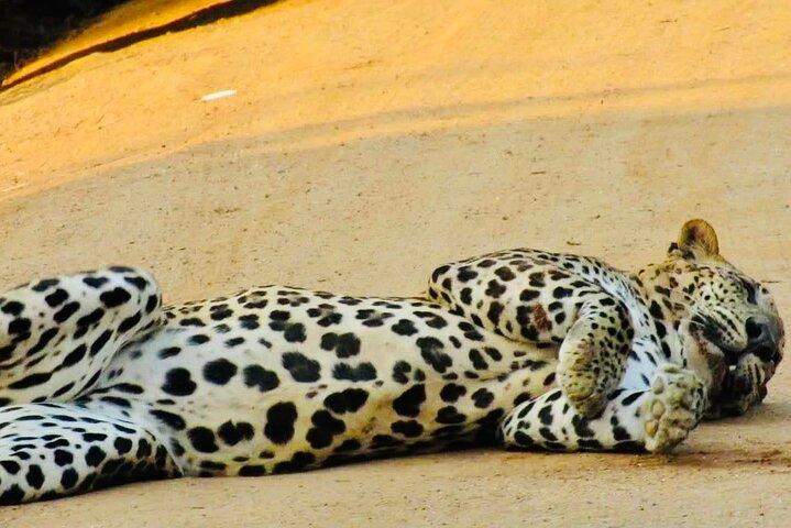 Private Yala National Park Leopard Safari from Galle