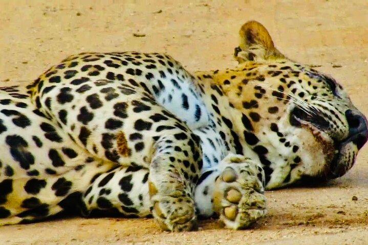 Private Yala National Park Leopard Safari from Galle