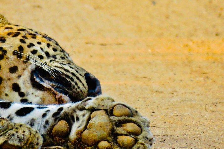 Private Yala National Park Leopard Safari from Galle