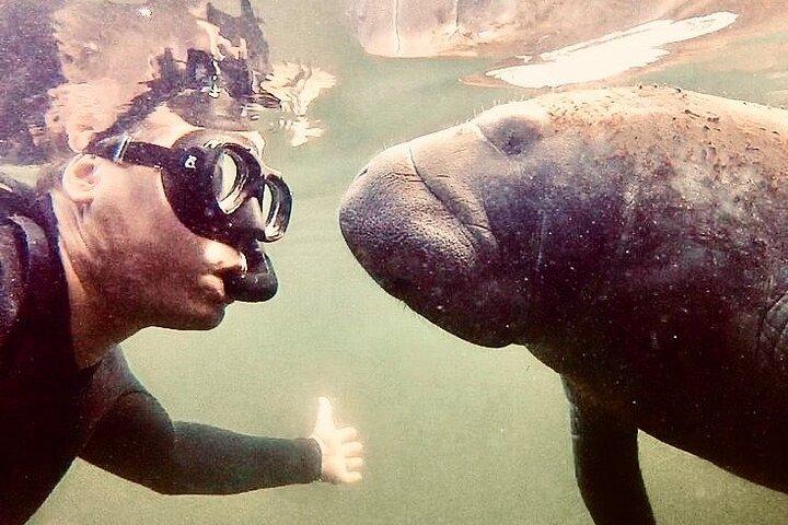 Manatee Snorkel Tour from American Pro Diving Center