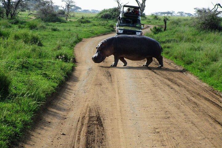 Private Multi-Day Tour in Tanzania Safari