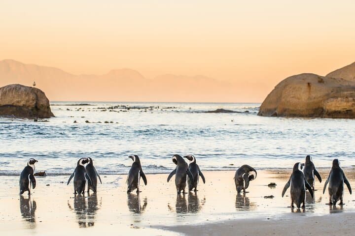 Cape Peninsula & Boulders Beach Day Trip from Cape Town