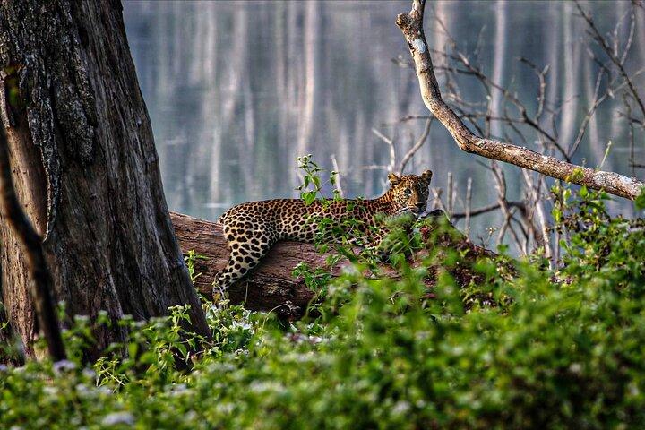 2 Day Tour to Minneriya & Wilpattu National Park From Colombo