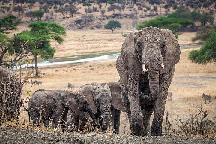 Tarangire Budget Full Day Tour from Arusha