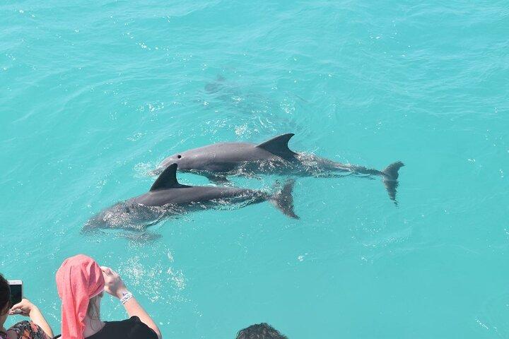 Key West Dolphin and Snorkel Experience