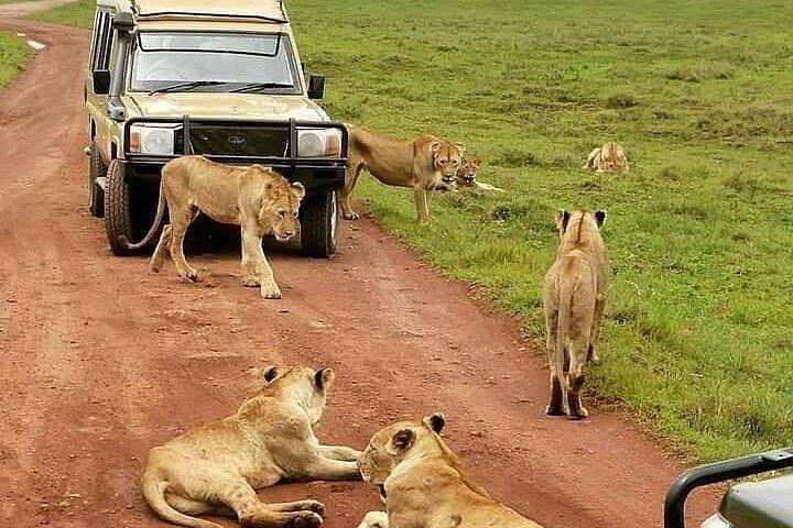 6 Days Luxury Lodge Safari To Lake Manyara, Serengeti, Ngorongoro & Tarangire