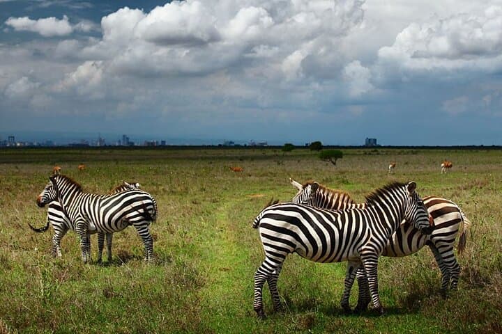 Nairobi National Park and Giraffe Center Day Tour