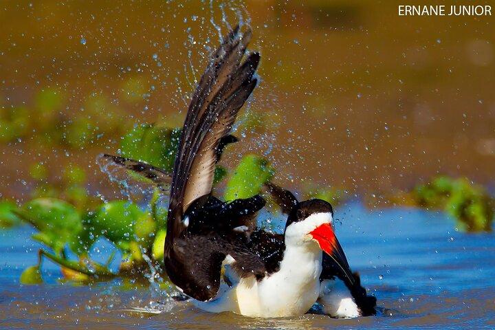 3 day Pantanal Wildlife Tour from Cuiaba with Accommodation