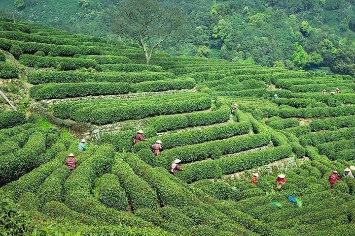 Hangzhou Tea Culture Experience with West Lake Cruise Option