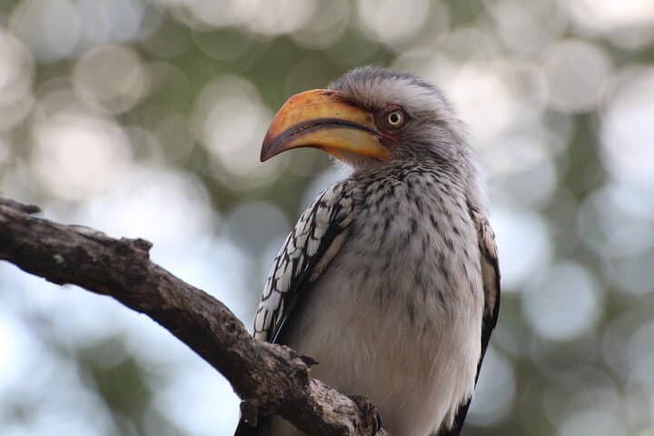 Full Day Big 5 Game Safari in Kruger National Park from Hazyview