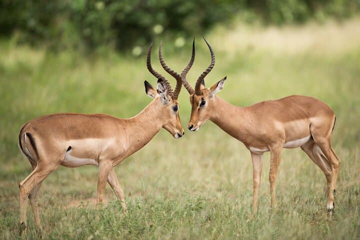Full Day Big 5 Game Safari in Kruger National Park from Hazyview