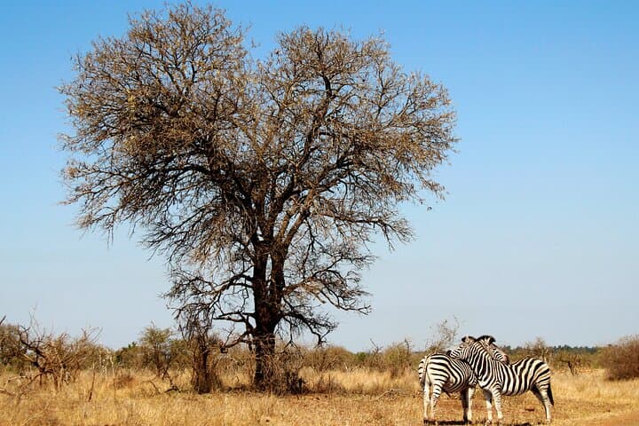 Full Day Big 5 Game Safari in Kruger National Park from Hazyview