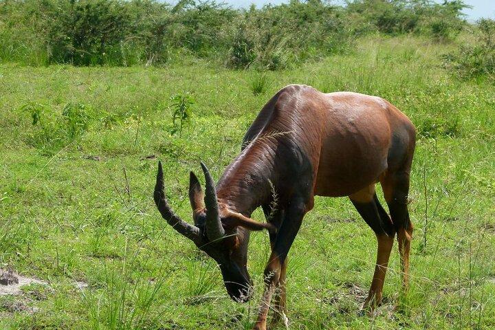 PRIVATE Wildebeest Calving Safari, Tanzania, January to March
