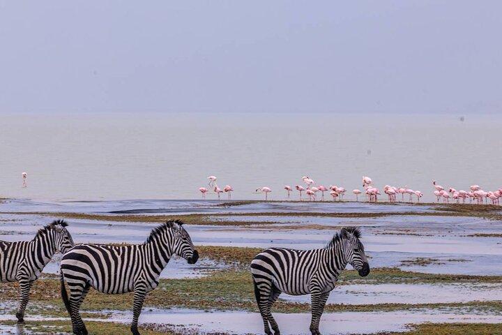 Leopard Luxury Safari in Tanzania