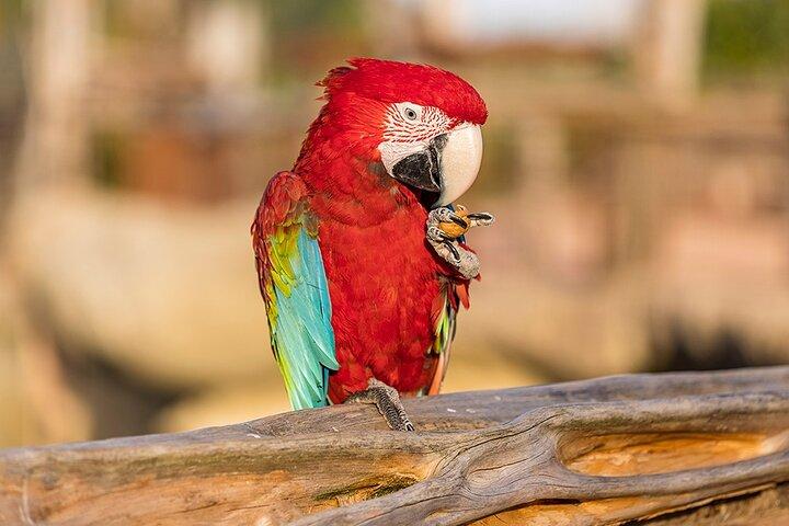 Parrot World Immersive Wildlife Park Entry Ticket next to Paris