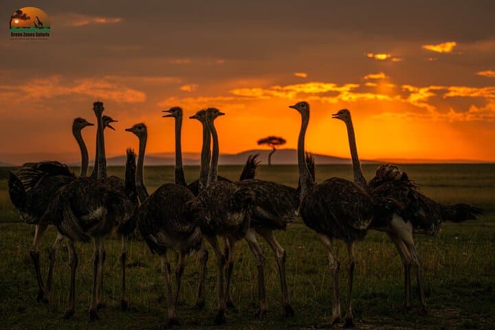 7 Days Kenya Classic Wildlife Safari