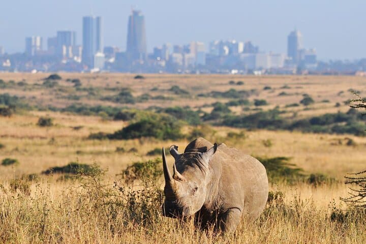 Nairobi Airport Layover Half Day Tour to Nairobi National Park