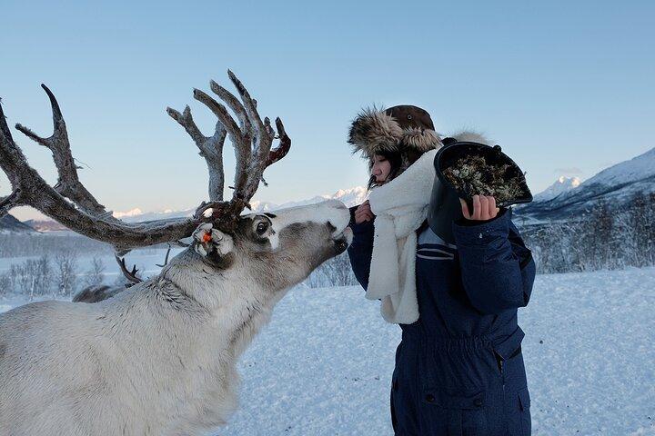 Reindeer Feeding & Sámi Culture Experience