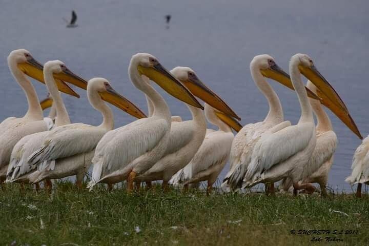 Private Tour Birding Overnight Safari Lake Nakuru, Lake Naivasha