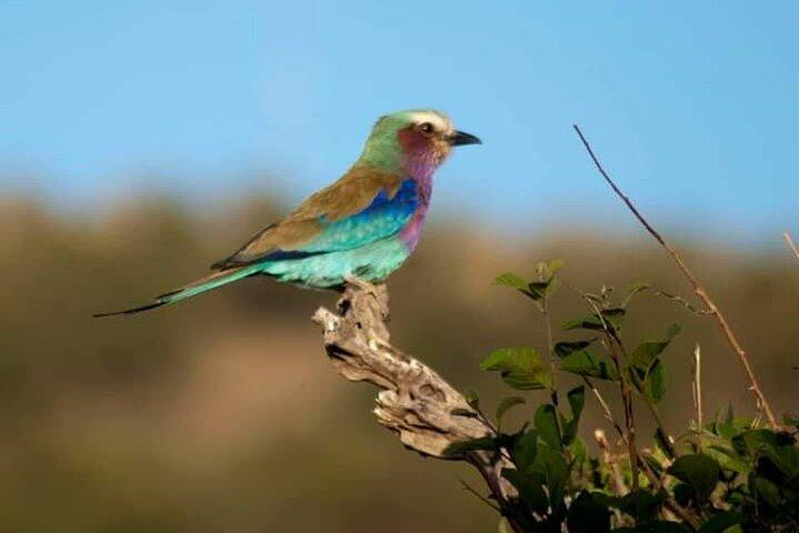 Private Tour Birding Overnight Safari Lake Nakuru, Lake Naivasha