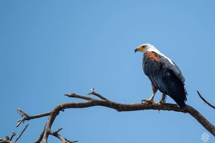 Private Tour Birding Overnight Safari Lake Nakuru, Lake Naivasha