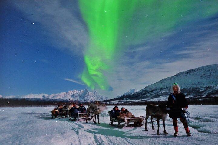 Sámi Reindeer Sledding & Feeding with Chance of Northern Lights