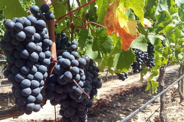 Private Wine Tasting Tour in Constantia, Cape Town