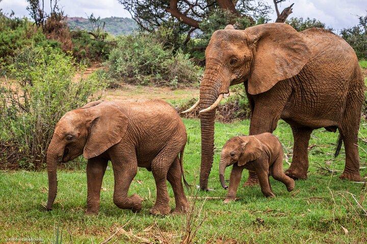 3 Days Northern Circuit Safari