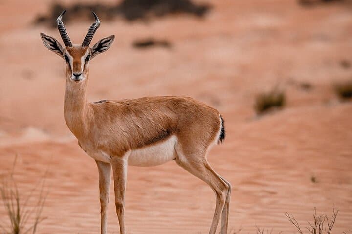 Dubai Evening Desert Safari: Sandboarding, BBQ, Camel Ride & more