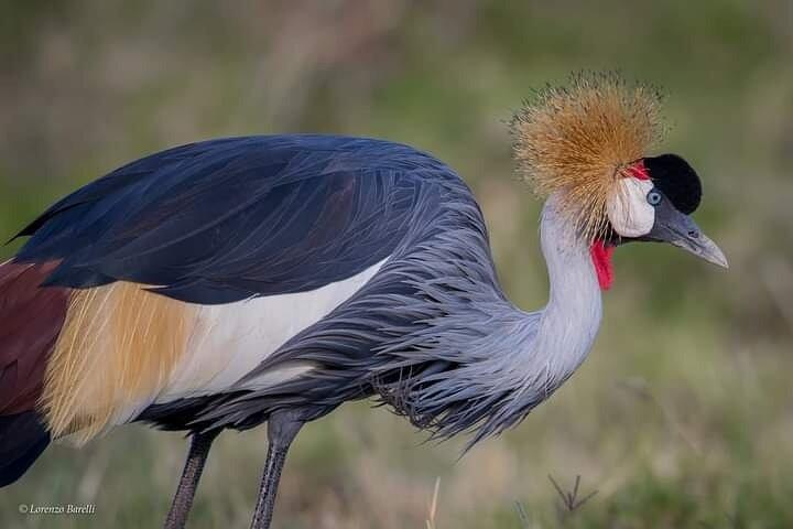 Private Tour Birding Overnight Safari Lake Nakuru, Lake Naivasha