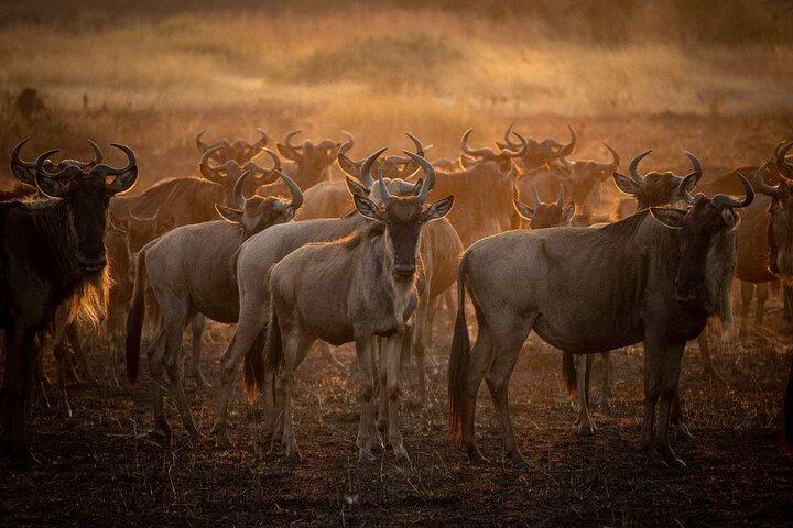 3-Day Camping Safari Tarangire, Lake Manyara & Ngorongoro crater