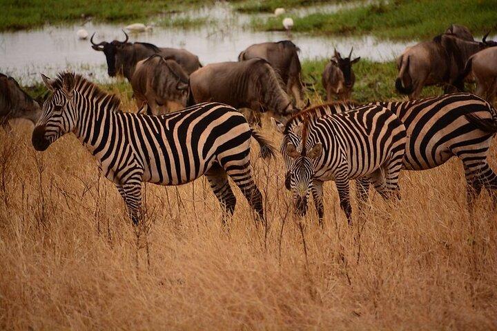 3-Day Camping Safari Tarangire, Lake Manyara & Ngorongoro crater