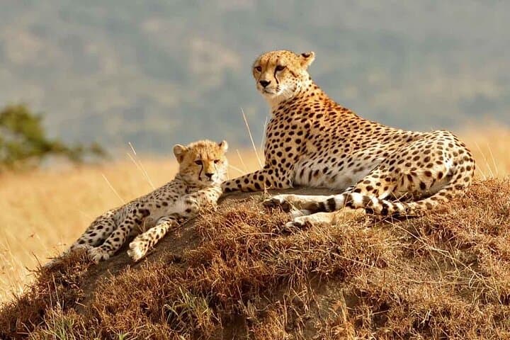 3 Days Mara Jambo Shared Safari Adventure