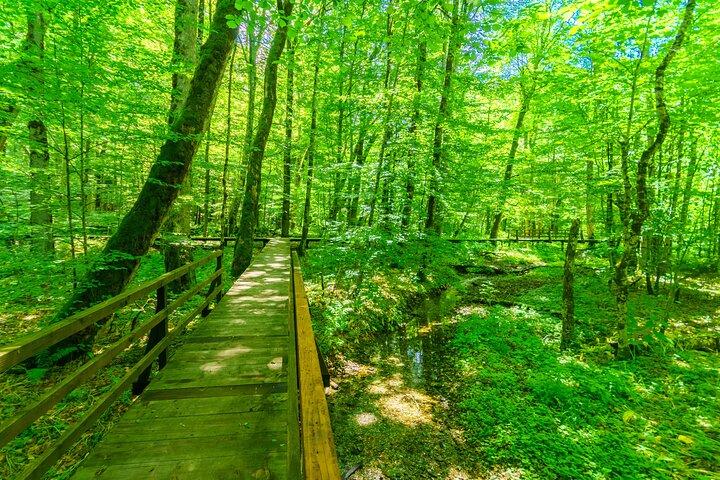 Durmitor or Biogradska Gora National Park Day Trip from Podgorica