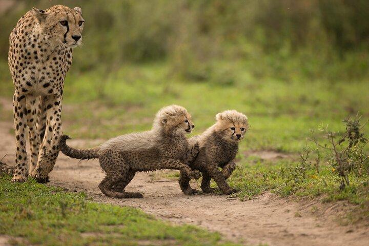 From Arusha: 11 days The Classics Northern Tanzania safari