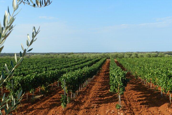 Private Sparkling Wine Tasting in Istria
