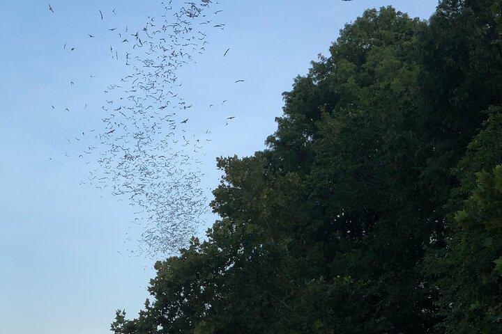 Downtown Austin Sunset Kayak Tour with 1.5 Million Bats