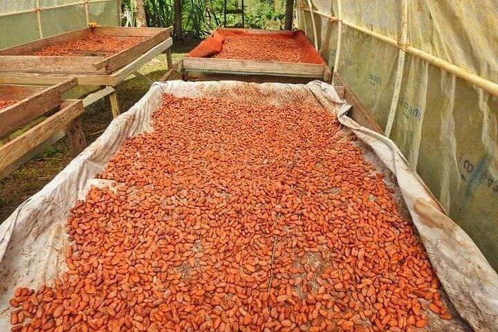 Chocolate and Coffee Tour Farm Don Jorge