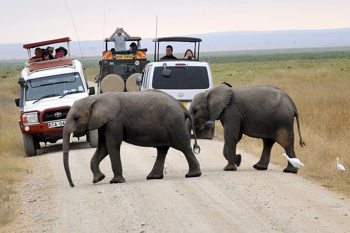 Day Tour To Amboseli National Park From Nairobi