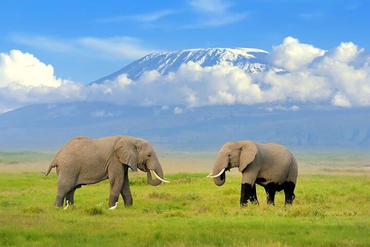 Overnight Adventure to Amboseli National Park on 4X4 Vehicle