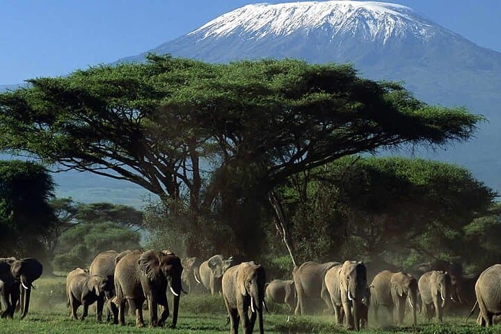 Private Day Tour Amboseli National Park With 4*4 vehicle