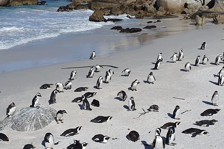 Table Mountain,Cape Point & Penguins Shared Tour, From Cape Town
